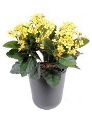 Kalanchoe artificiel jaune