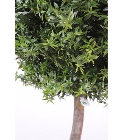 Eucalyptus artificiel sur tige