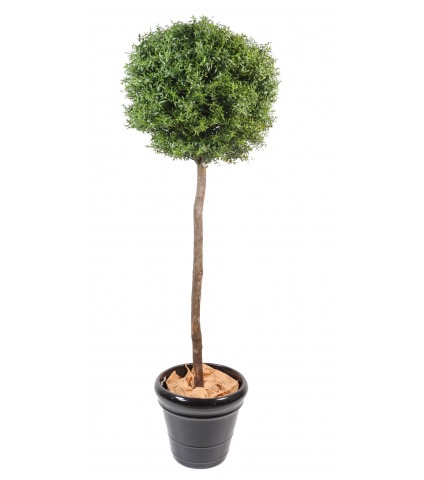 Eucalyptus artificiel sur tige