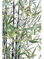 Faux bambou noir