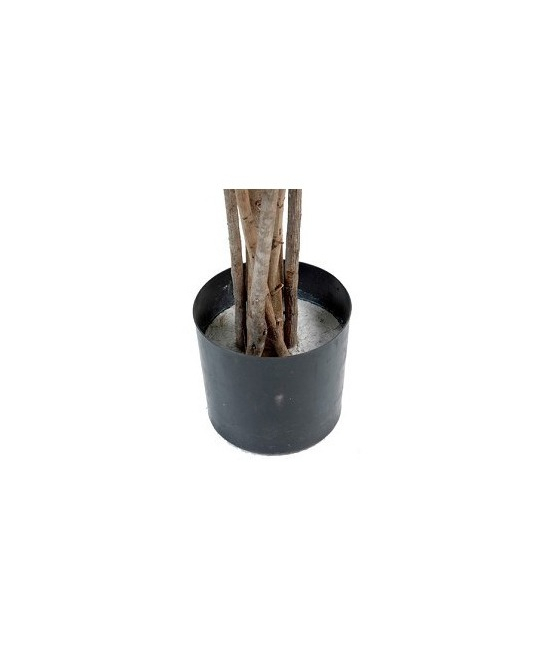 Pot
