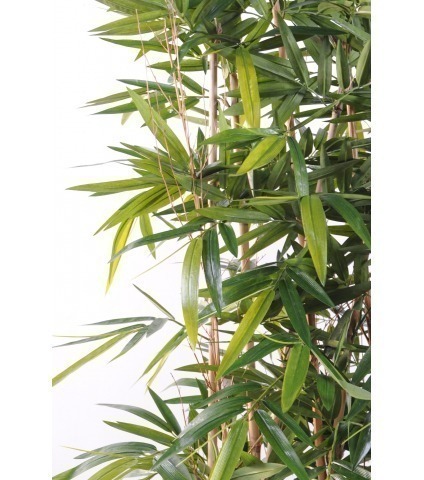 Fausse haie de bambous