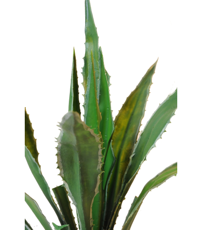 Agave artificiel americana