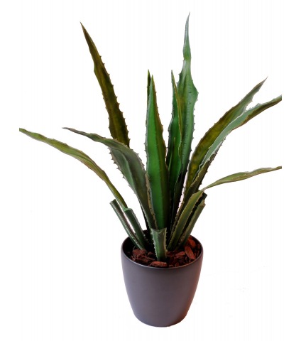 Agave artificiel americana