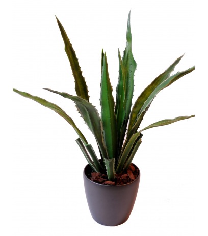 Agave artificiel americana