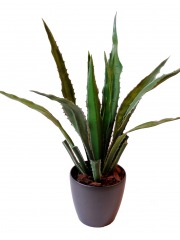 Agave artificiel americana