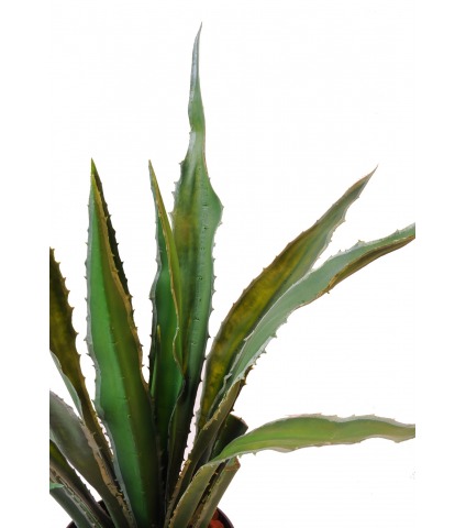 Agave artificiel americana