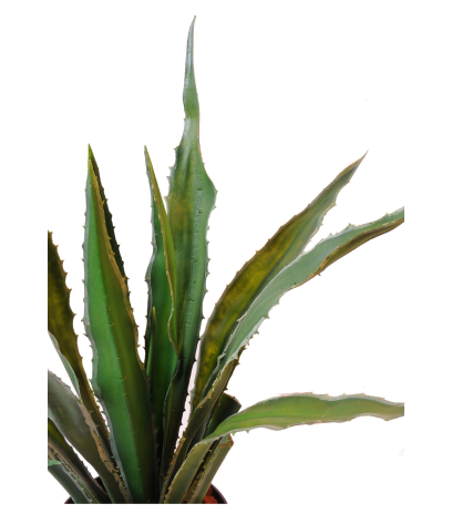 Agave artificiel americana