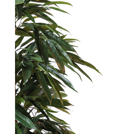 Ficus artificiel longues feuilles