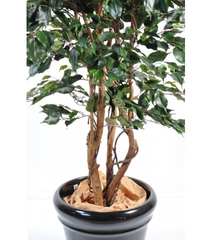 Ficus synthétique exotica
