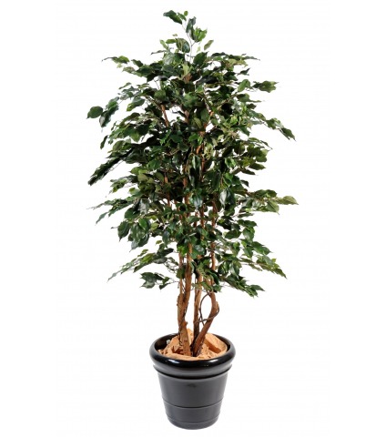 Ficus synthétique exotica