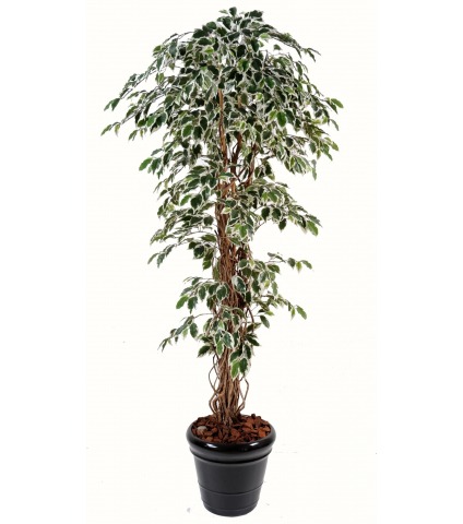 Ficus panaché artificiel
