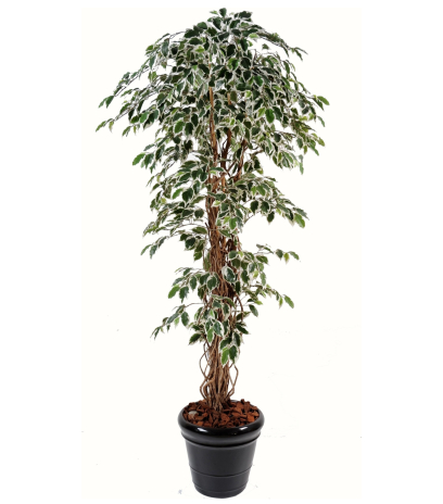 Ficus panaché artificiel