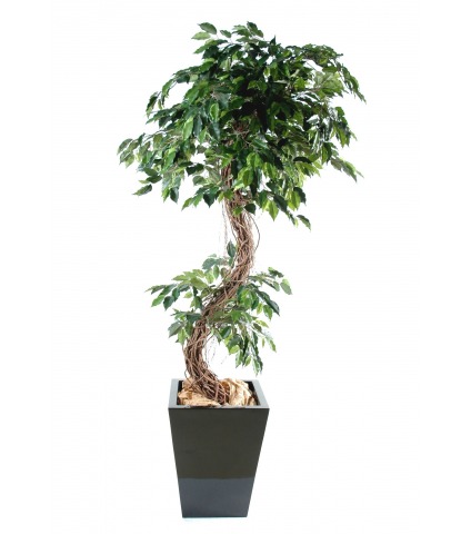 Ficus nitida artificiel