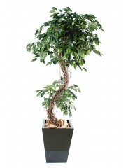 Ficus nitida artificiel