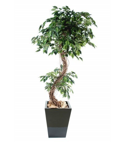Ficus nitida artificiel