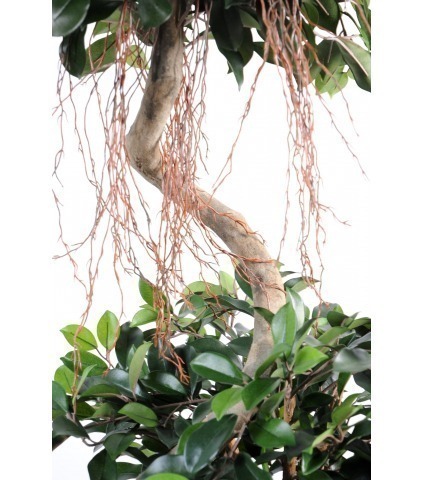 Ficus artificiel à deux têtes