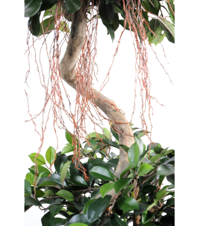 Ficus artificiel à deux têtes