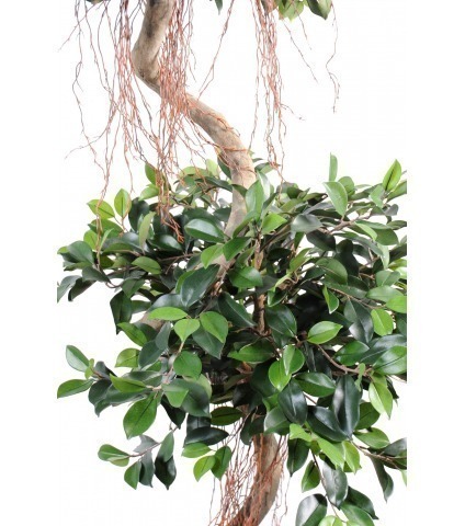 Ficus artificiel à deux têtes