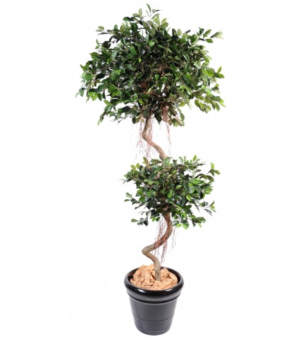 Ficus artificiel à deux têtes