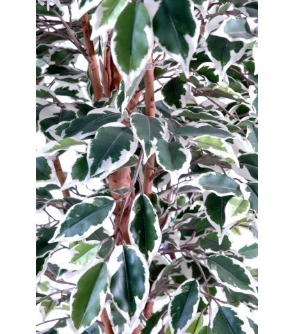Ficus artificiel vert blanc