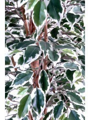 Ficus artificiel vert blanc