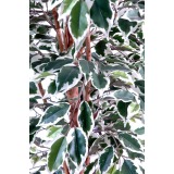 Ficus artificiel vert blanc