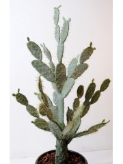 Cactus figuier artificiel