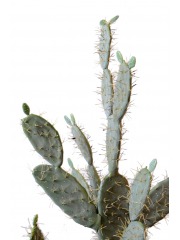 Cactus figuier artificiel
