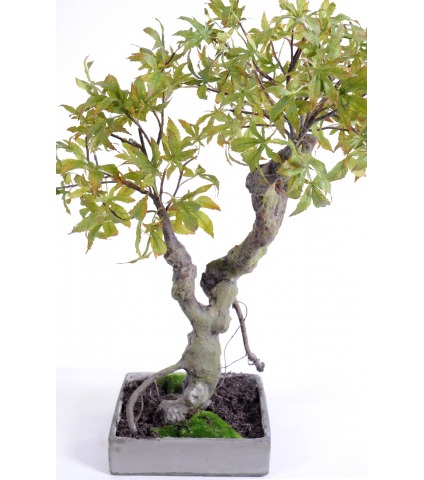 Bonsaï artificiel érable