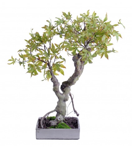 Bonsaï artificiel érable
