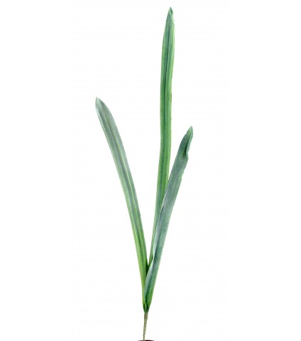 Feuille de glaïeul artificielle