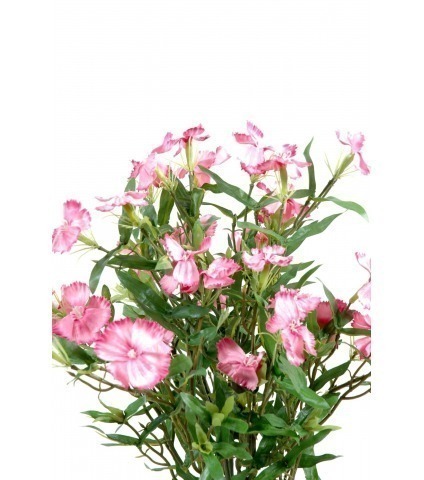 Dianthus artificiel
