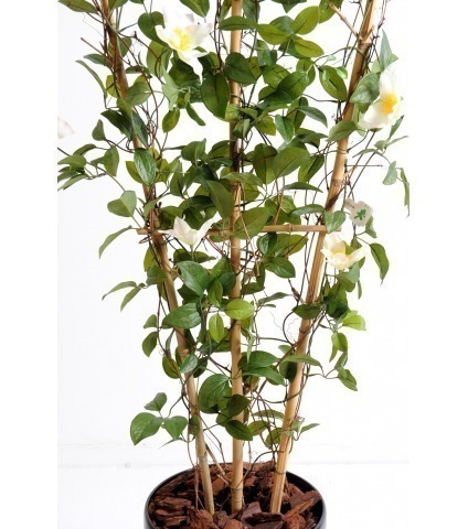 Palissade de clématite