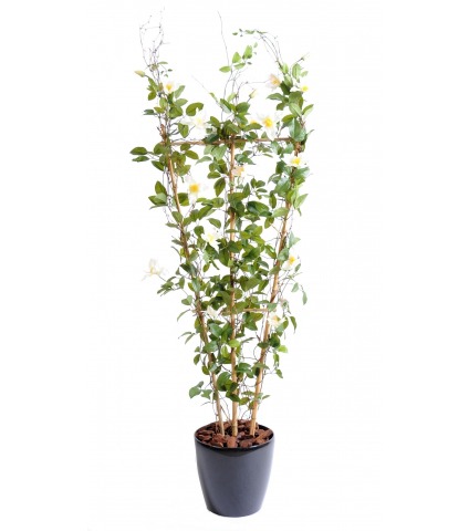 Palissade de clématite