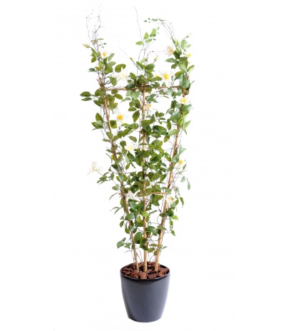 Palissade de clématite