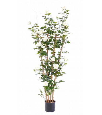 Palissade de rosier