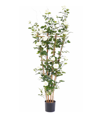 Palissade de rosier