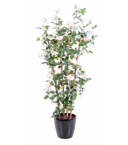 Palissade de rosier