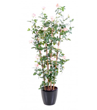 Palissade de rosier