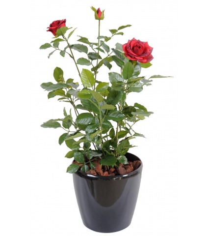 Rosier artificiel rouge