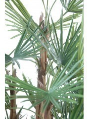 Palmier artificiel livistonia