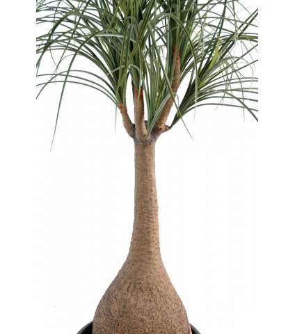 Pied d'éléphant artificiel