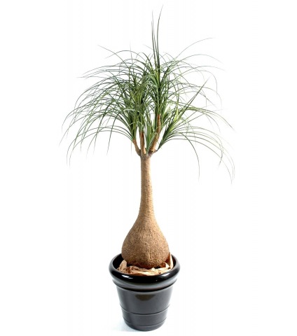 Pied d'éléphant artificiel