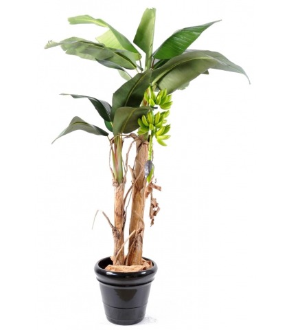 Bananier double tronc