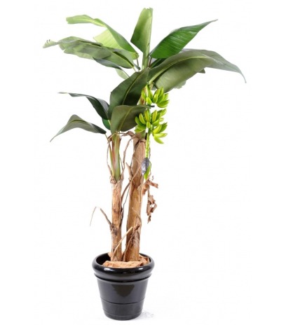 Bananier double tronc