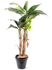 Bananier artificiel double tronc