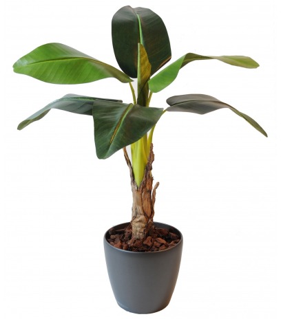 Petit bananier artificiel