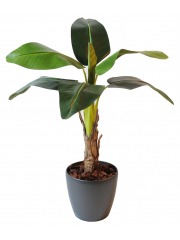 Petit bananier artificiel
