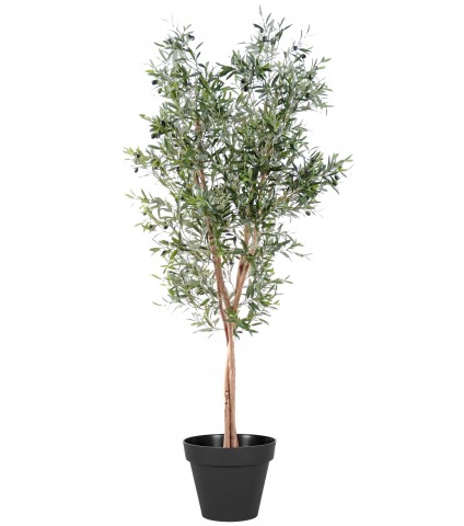 Olivier à trois troncs